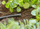 Tapë mbyllëse ujitjeje Gardena MDS, 3/16" 4.6 mm, set 10 copë, e zezë