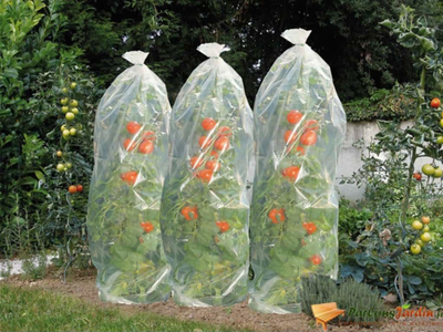 Mbulesë plastike Nature Shumee për domate, 15 m, 50 cm, transparente