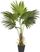Bimë artificiale në vazo FAN PALM, 100 cm, jeshile