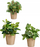 Set vazo lulesh Ibergarden, 3 copë, qeramike, 11-17cm, bezhë