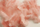 Pendë dekorative Feather Pink, 5-8cm, rreth 7g, rozë