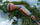Shpërndarës uji Gardena Comfort ecoPulse - 18304-20