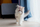 Lodër për mace Pet Supplies Fluff Ball PS0002, top me push, shumëngjyrësh