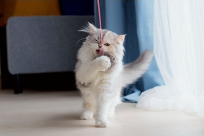 Lodër për mace Pet Supplies Fluff Ball PS0002, top me push, shumëngjyrësh