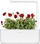Kapsula bimore Click &amp; Grow Red Pansy, set me 3 copë, për Smart Garden, të kuqe