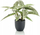Bimë artificiale Emerald Dots Calathea, 38 cm, vazo plastike, e zezë