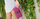 Kuletë VUCH Honest Hollie, vjollcë, woman
