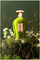 Parfum uniseks Emir Voux Zingy, Eau de Parfum, 100ml