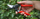 Sekator Felco 5 Classic, prerje 25 mm, dorezë e kuqe