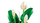 Set LEGO Botanicals 11504 Peace Lily, lule dekorative, për të rritur, shumëngjyrësh
