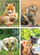 Set fletore A4 Line Animals, 32K, 10 copë, me vija
