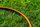Gyp kopshti NEO, ekonomike, 1/2", 50m, 4-shtresor (15-802)
