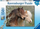 Puzzle Ravensburger XXL Horses, 150 copa, për kalamaj
