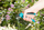 Gërshërë krasitjeje Gardena 08854-20, çelik inox, dorezë ergonomike, portokalli