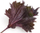 Билна капсула Veritable Lingot Shiso Purple, органска, за внатрешна градина