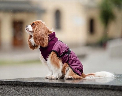Pallto për qen Chaba Adjustable Coat Chic, 4XL, e kuqe burgundy