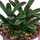 Bimë artificiale TKS Succulent Purple Stripes H16, për zbukurim, me vazo, vjollcë