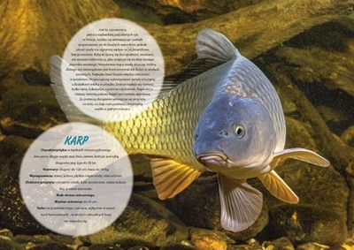 Kalendar familjar për mur LUCRUM Fishing, 2025, shumëgjuhësh, me temë peshkimi, shumëngjyrësh