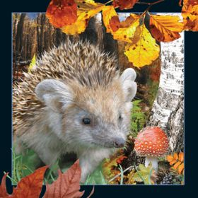 Kartolinë 3D Postcard Hedgehog, 4D Scan, shumëngjyrëshe