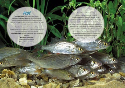 Kalendar familjar për mur LUCRUM Fishing, 2025, shumëgjuhësh, me temë peshkimi, shumëngjyrësh