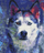 Set pikturimi me numra Symag Husky's Gaze, kanavacë 40x50cm, me kornizë druri
