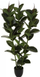 Bimë artificiale dekorative Ficus Robusta, 120cm, me vazo, jeshile