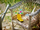 Set lojërash LEGO Creator Flowers in a Watering Can 31149, 3 në 1, 420 copa, shumëngjyrësh