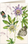 Kartolinë Tassotti Passiflora B6 me zarf, 200 g/m², shumëngjyrëshe