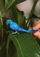 Figurinë lodër Schleich Wild Life Hyacinth Macaw, për fëmijë 3+, blu