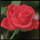 Сет уметност со дијаманти Diamond Dotz Rose Bud, во рамка, 12x12"