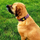 Qafore qeni Dingo Scandi, 4.0cm, 40–67cm, e kuqe