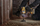 Turjelë Dewalt DCD999NT, 18V