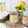 Set kavanozë qelqi Westmark Mini Tulip, 220 ml, 12 copë, transparent