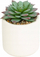 Dekor bimë artificiale NILS Mix Succulents, 12 cm, vazo qeramike e bardhë