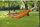 Varëse Amazonas Barbados, 230 x 150 cm, dyshe, papaja