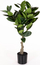 Bimë artificiale Present Time Rubber Tree, dekorative, jeshile