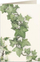 Kartolinë Tassotti Card 7528 Ivy B6, me zarf, dekorative