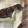 Nënfilxhan dhe nënëmbëlsirë Teka C126 Buddy the Dog, set coaster dhe trivet, shumëngjyrësh