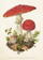 Картичка Скона Тинг ST463 B6 Toadstool, со плик, повеќебојна