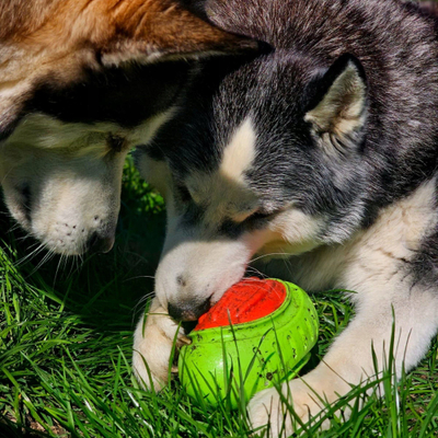 Lodër për qen Dingo Rugby, TPR, 17 cm, jeshile me të kuqe