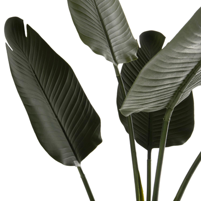 Bimë sintetike Strelitziaceae në vazo (HM7969)