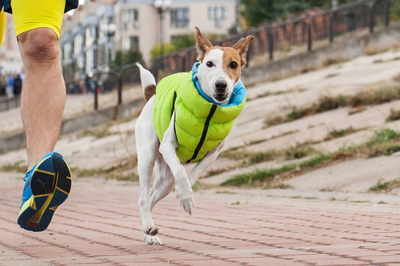 Јакна за кучиња AiryVest M 45, ултра лесна, двострана, жолто сина