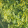 Rrjetë kopshti Nature Mesh 6050205, 1x3 m, 20x20 mm, jeshile