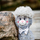 Lodër pelushi INNOGIO Alpaca Soft, 30 cm, gri