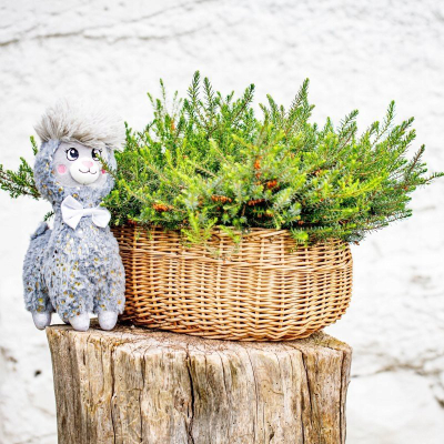 Lodër pelushi INNOGIO Alpaca Soft, 30 cm, gri