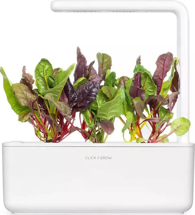 Билни капсули Click & Grow со блитва Rainbow Chard, сет 3 парчиња, за внатрешна градина, многуобојни