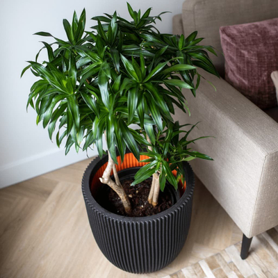 Vazo Capi Europe Planter Ball Groove NL, 43x41cm, plastike e lehtë, e zezë