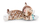 Nici Loder E Bute 30Cm Macja Bengal &amp; Peshku 62152