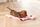 Играчка за кучиња Beeztees Puppy Flatino Flamingo, рамен плюш, без свирче