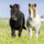 Puzzle Ravensburger Lovely Horses (080113), 3 x 49 elemente